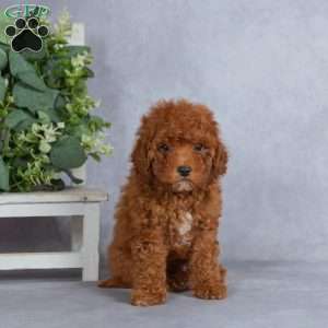 Winston, Miniature Poodle Puppy